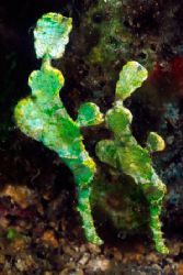 Halimeda pipefish of the Lembeh Straits, Sulawesi, Indone... by Erin Quigley 
